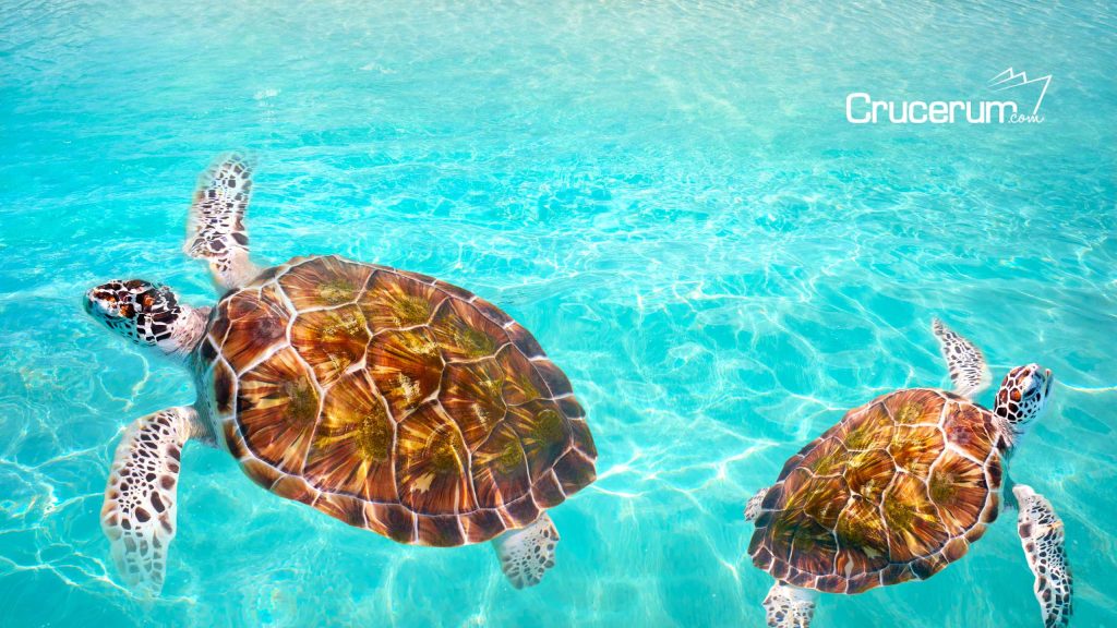 dos tortugas en medio del mar de agua clara cruceros por el caribe crucerum